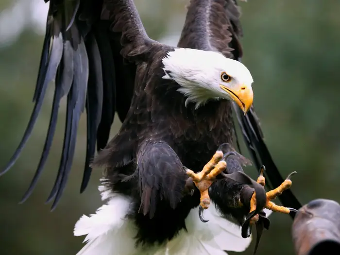 Not by name only - we indeed have Eagles that live around us.